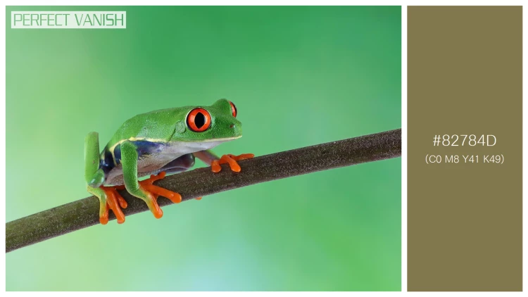 カエルの無料配色パターン 1 フリー redeyed tree frog