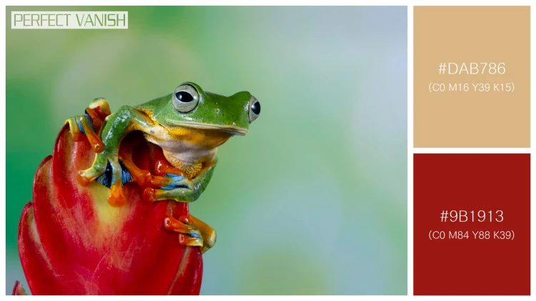 カエルの無料配色パターン 2 フリー flying frog closeup