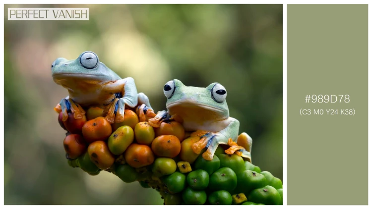 カエルの無料配色パターン 1 フリー javan tree frog