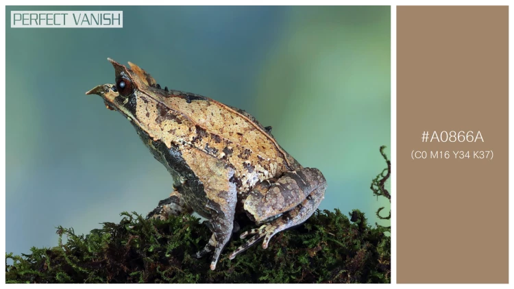 カエルの無料配色パターン 1 フリー megophrys nasuta toad