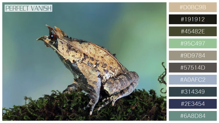 カエルの無料配色パターン 10 フリー megophrys nasuta toad