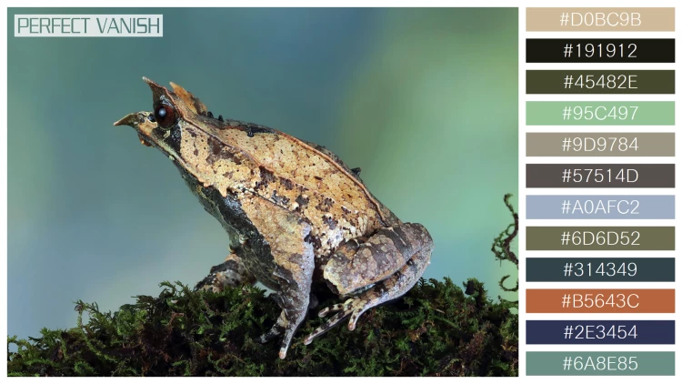 カエルの無料配色パターン 12 フリー megophrys nasuta toad