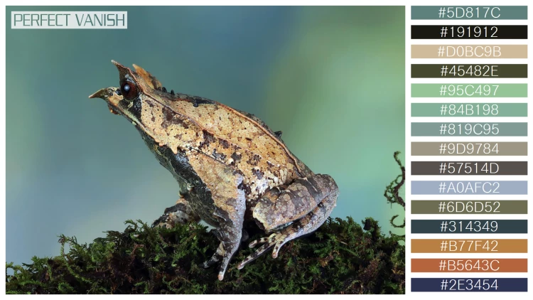 カエルの無料配色パターン 15 フリー megophrys nasuta toad