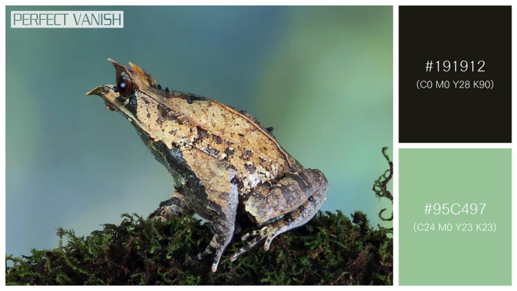 カエルの無料配色パターン 2 フリー megophrys nasuta toad