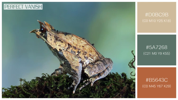 カエルの無料配色パターン 3 フリー megophrys nasuta toad