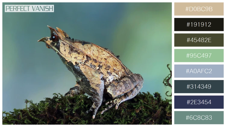 カエルの無料配色パターン 8 フリー megophrys nasuta toad