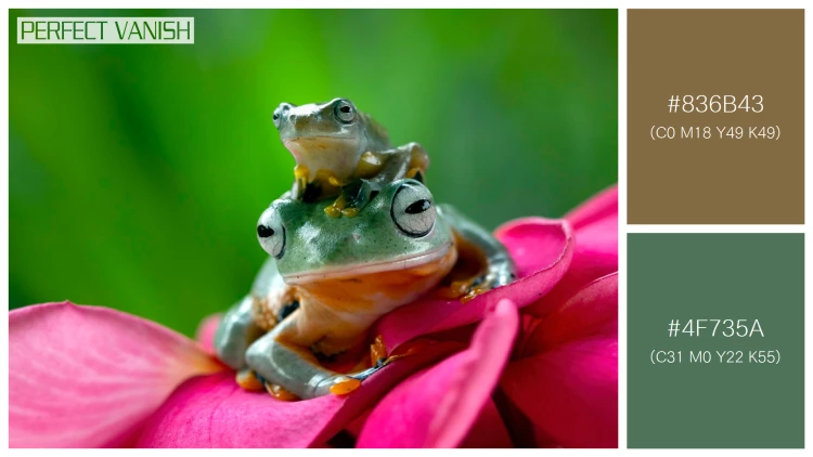 カエルの無料配色パターン 2 フリー flying frog closeup