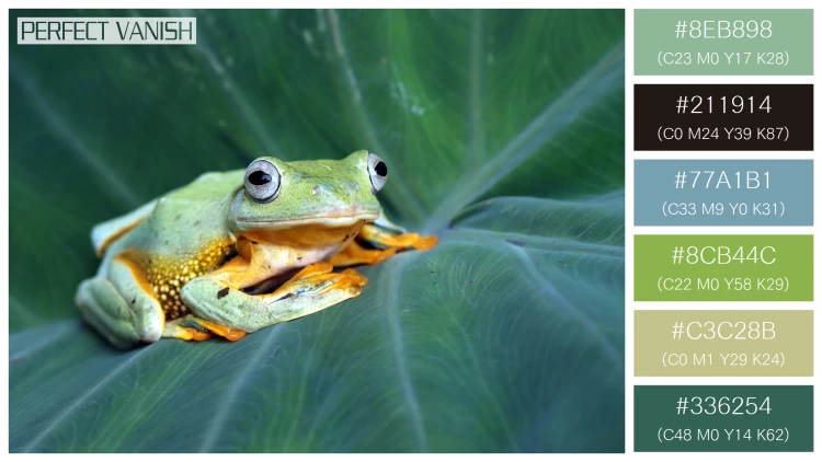 カエルの無料配色パターン 6 フリー flying frog closeup