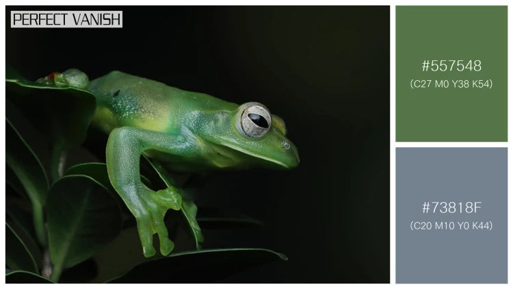 カエルの無料配色パターン 2 フリー rhacophorus dulitensis closeup