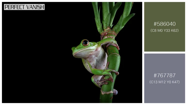カエルの無料配色パターン 2 フリー whitelipped tree frog