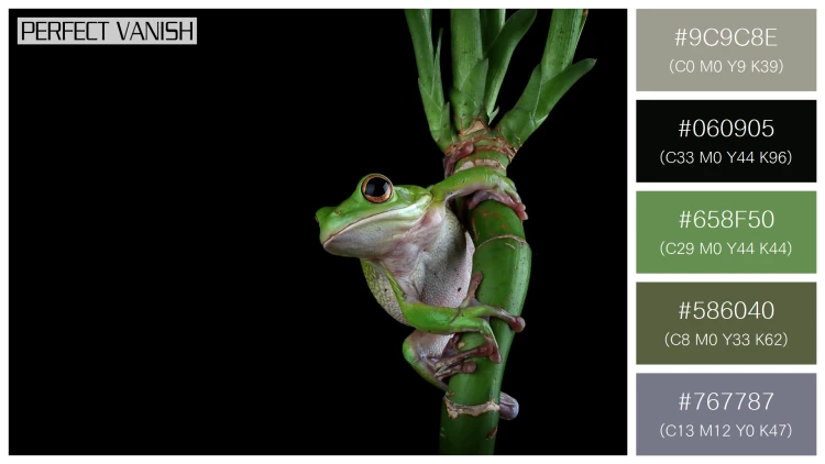 カエルの無料配色パターン 5 フリー whitelipped tree frog