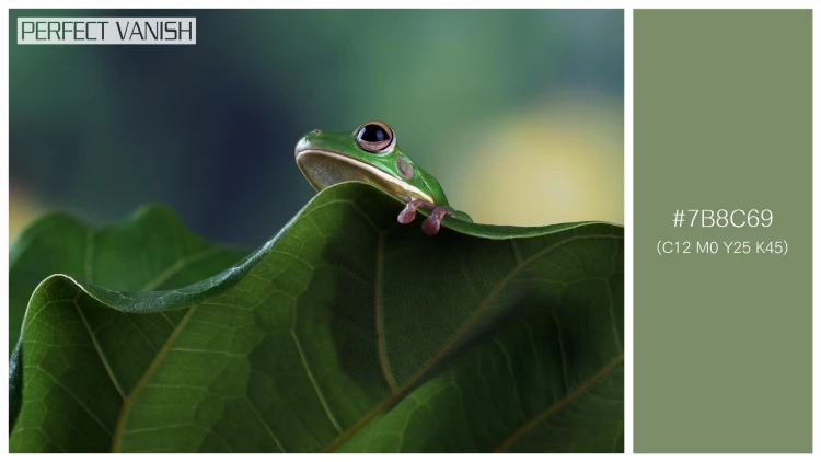 カエルの無料配色パターン 1 フリー whitelipped tree frog