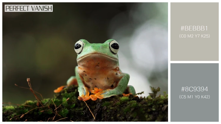 カエルの無料配色パターン 2 フリー flying frog closeup