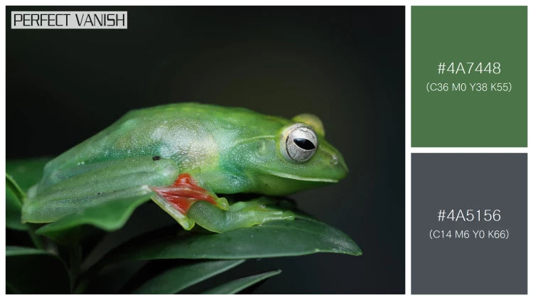 カエルの無料配色パターン 2 フリー jade tree frog