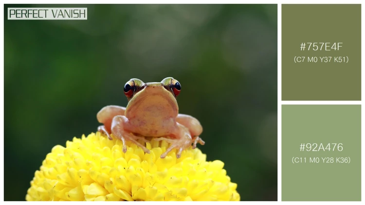 カエルの無料配色パターン 2 フリー tree frogs sit