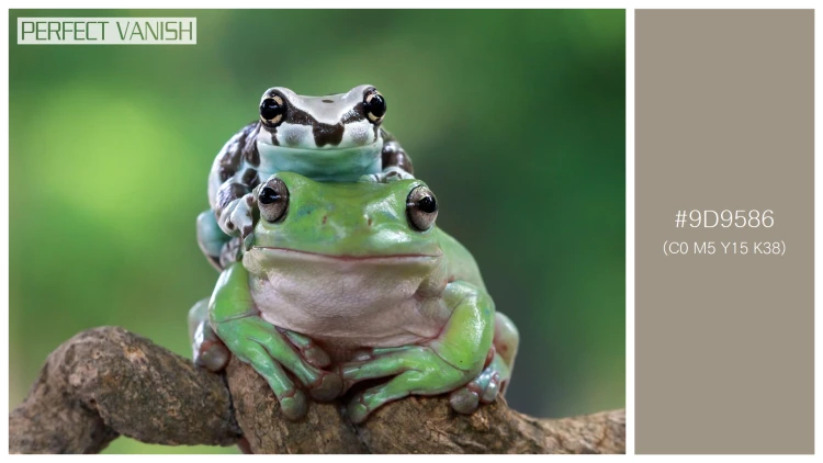 カエルの無料配色パターン 1 フリー amazon milk frog