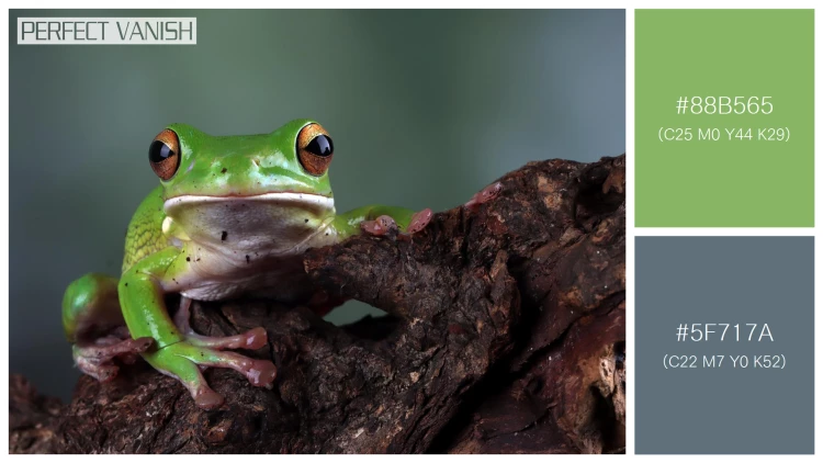 カエルの無料配色パターン 2 フリー whitelipped tree frog