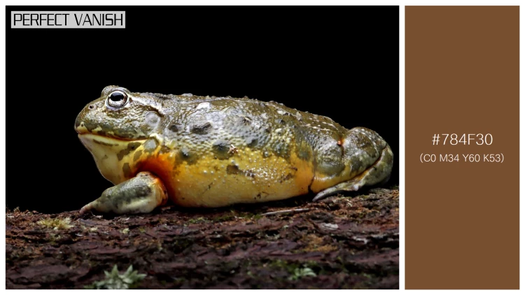 カエルの無料配色パターン 1 フリー african bullfrog closeup