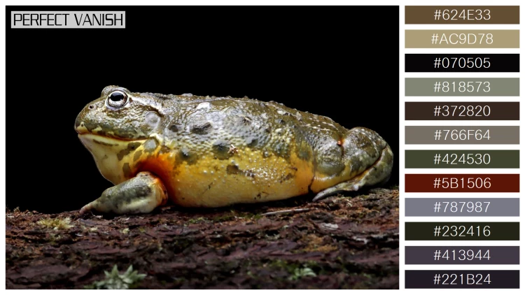カエルの無料配色パターン 12 フリー african bullfrog closeup