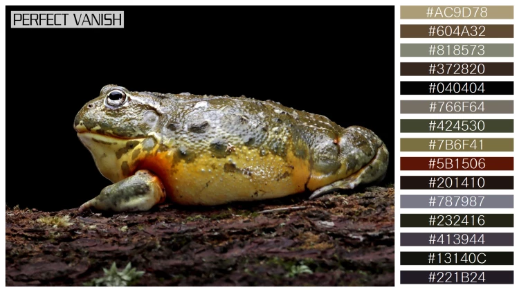カエルの無料配色パターン 15 フリー african bullfrog closeup