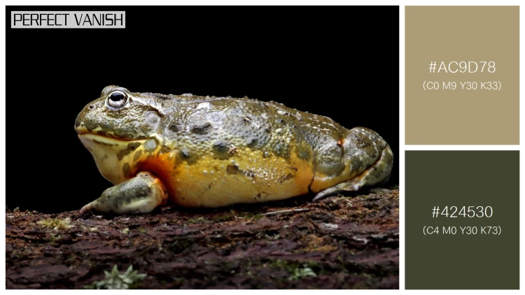 カエルの無料配色パターン 2 フリー african bullfrog closeup