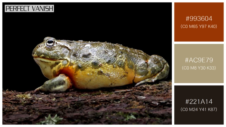 カエルの無料配色パターン 3 フリー african bullfrog closeup