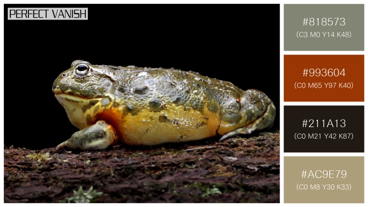 カエルの無料配色パターン 4 フリー african bullfrog closeup