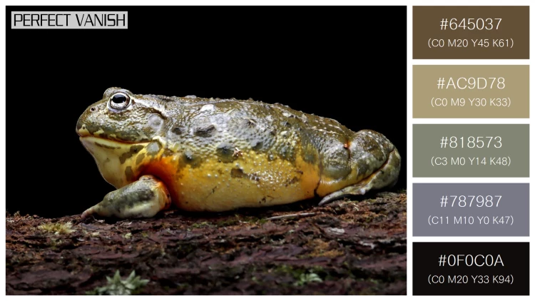 カエルの無料配色パターン 5 フリー african bullfrog closeup