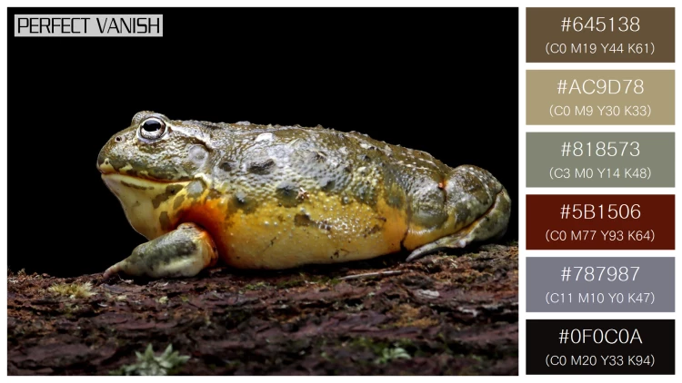 カエルの無料配色パターン 6 フリー african bullfrog closeup