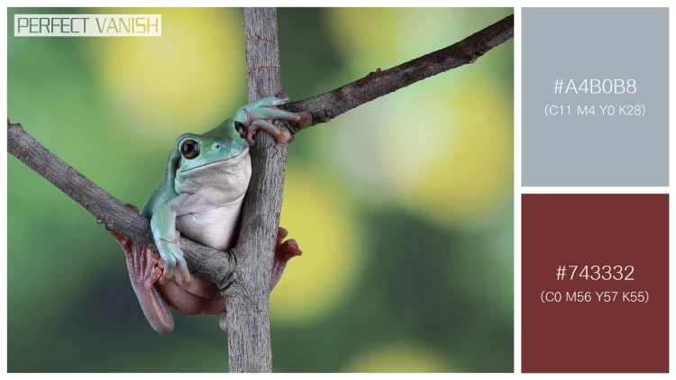 カエルの無料配色パターン 2 フリー litoria caerulea tree