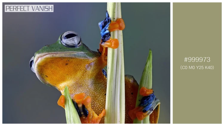カエルの無料配色パターン 1 フリー flying frog closeup