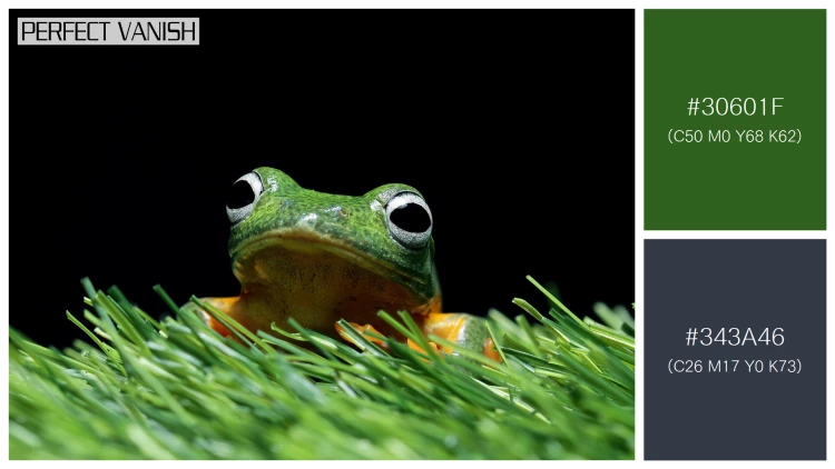 カエルの無料配色パターン 2 フリー javan tree frog