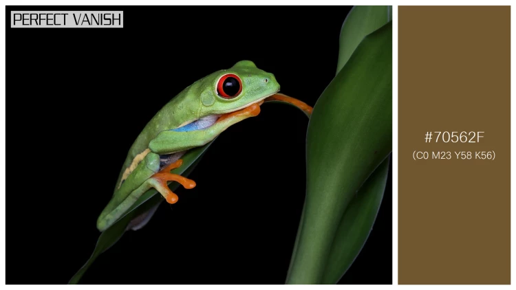 カエルの無料配色パターン 1 フリー redeyed tree frog