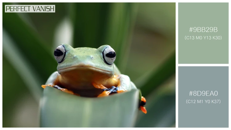 カエルの無料配色パターン 2 フリー javan tree frog