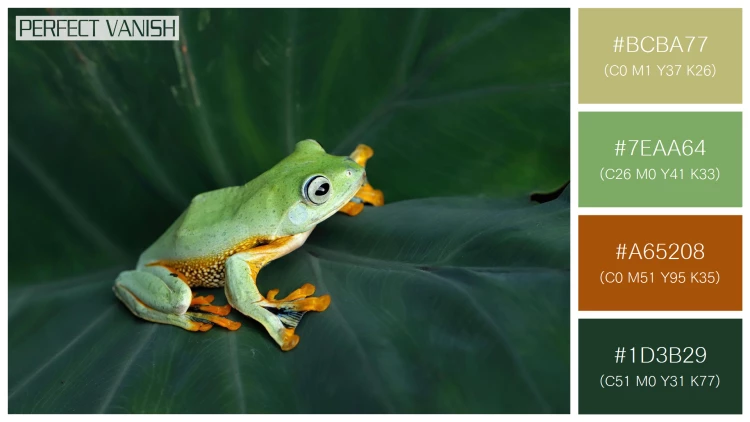 カエルの無料配色パターン 4 フリー flying frog closeup