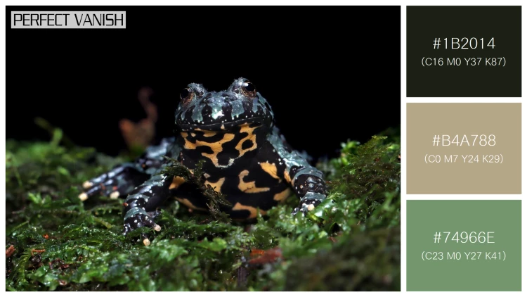 カエルの無料配色パターン 3 フリー fire belly toad
