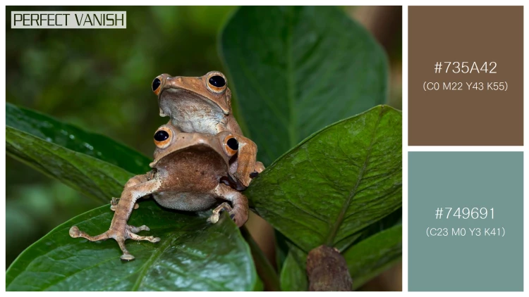 カエルの無料配色パターン 2 フリー polypedates otilophus sitting