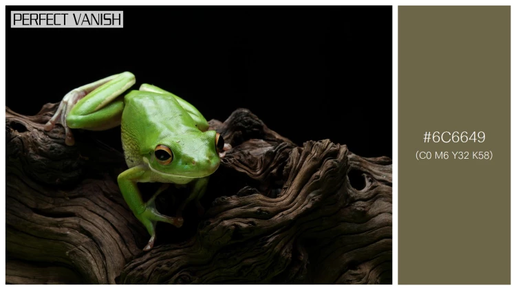 カエルの無料配色パターン 1 フリー whitelipped tree frog