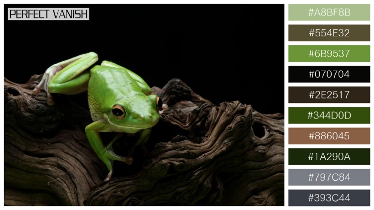 カエルの無料配色パターン 10 フリー whitelipped tree frog
