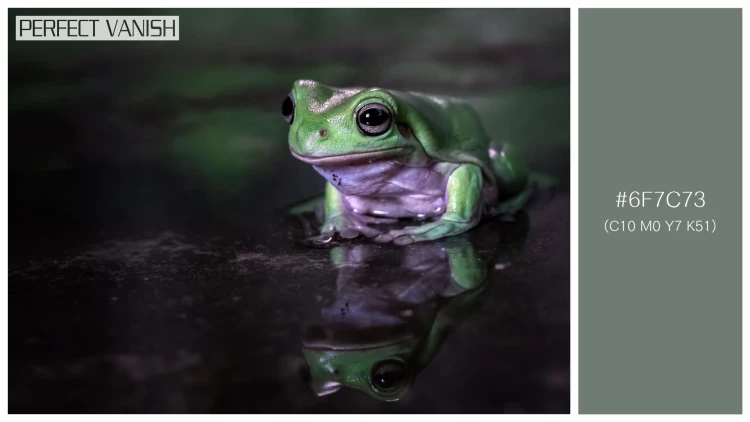 カエルの無料配色パターン 1 フリー dumpy frog litoria