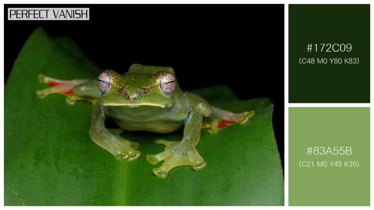 カエルの無料配色パターン 2 フリー rhacophorus dulitensis closeup