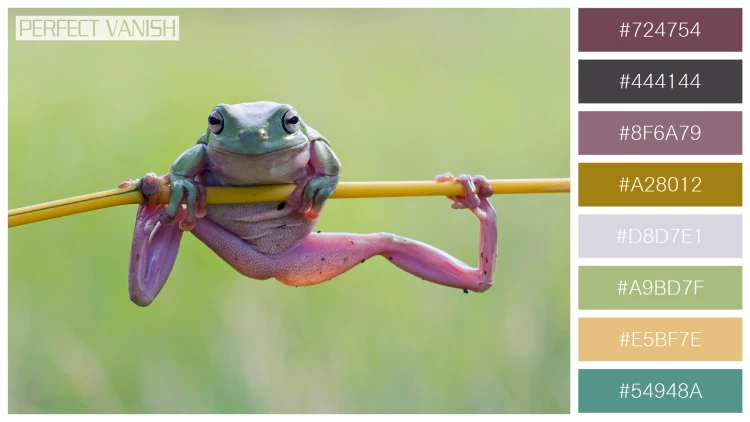 カエルの無料配色パターン 8 フリー dumpy frog litoria