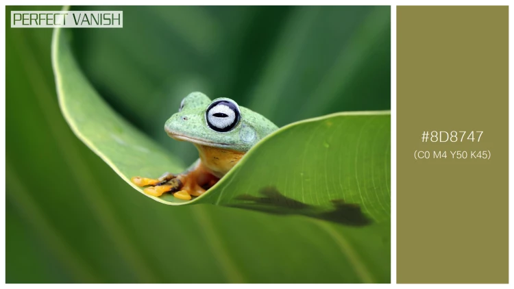 カエルの無料配色パターン 1 フリー flying frog closeup