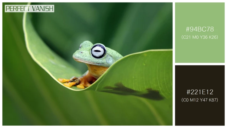 カエルの無料配色パターン 2 フリー flying frog closeup