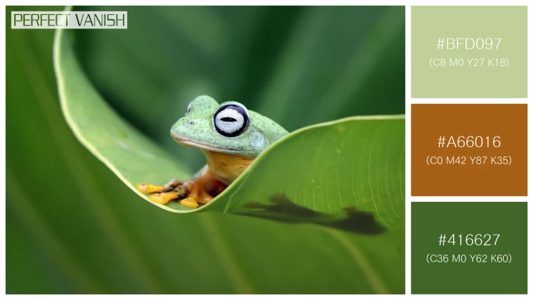 カエルの無料配色パターン 3 フリー flying frog closeup