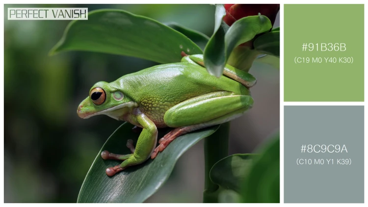 カエルの無料配色パターン 2 フリー whitelipped tree frog