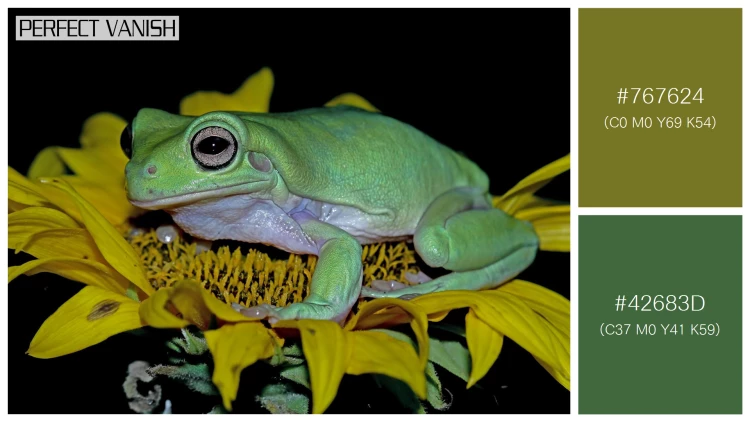 カエルの無料配色パターン 2 フリー dumpy frog litoria