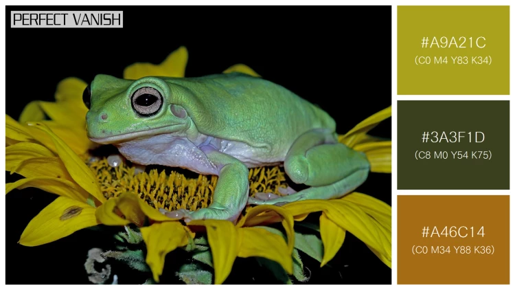 カエルの無料配色パターン 3 フリー dumpy frog litoria
