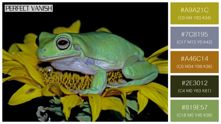 カエルの無料配色パターン 5 フリー dumpy frog litoria