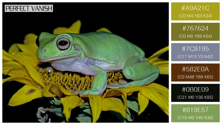 カエルの無料配色パターン 6 フリー dumpy frog litoria